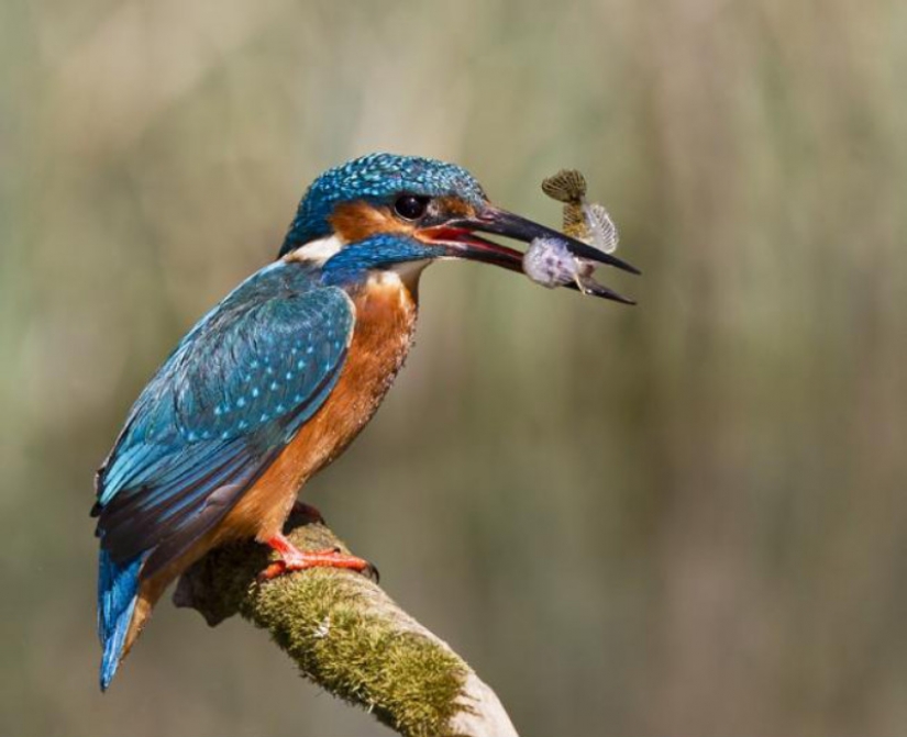 Kingfishers in photos by Melk Brown