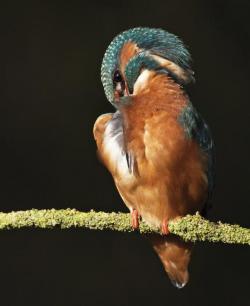 Kingfishers in photos by Melk Brown