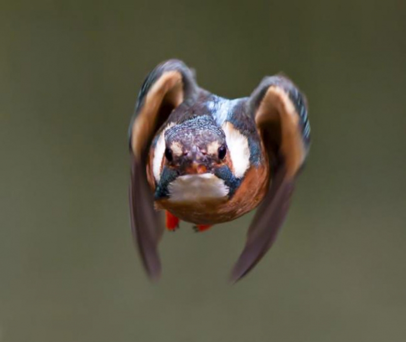 Kingfishers in photos by Melk Brown