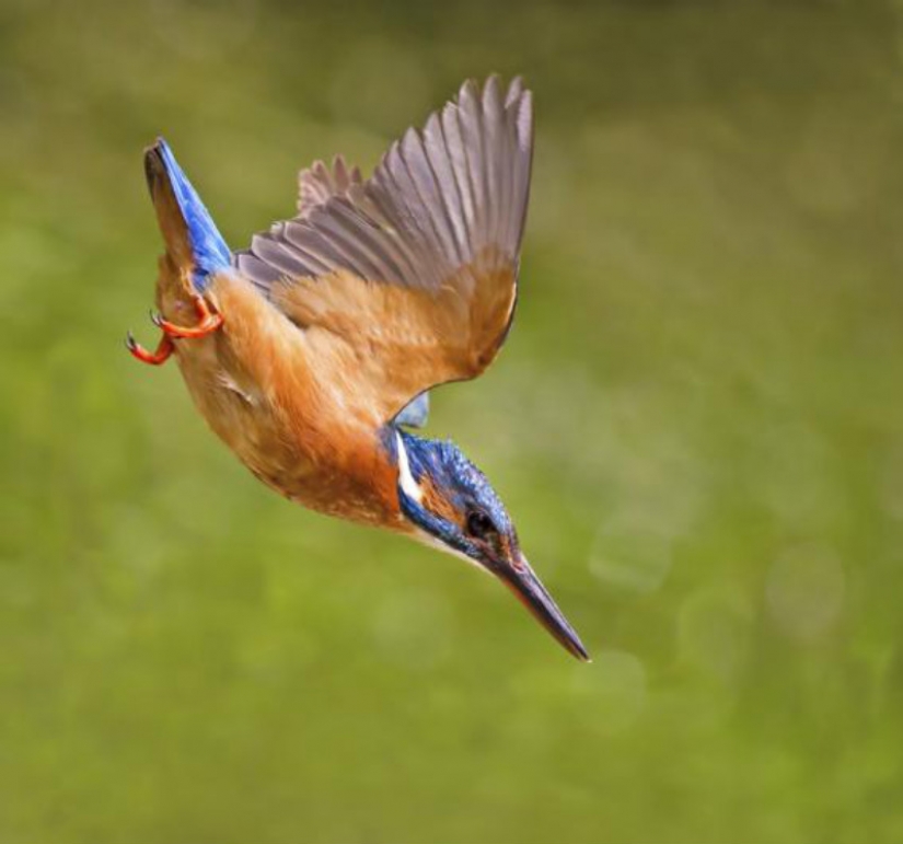 Kingfishers in photos by Melk Brown