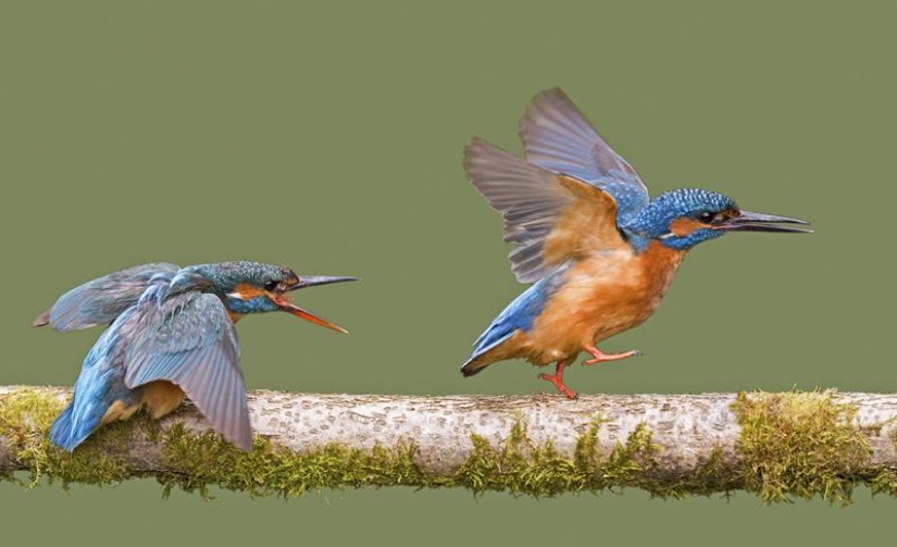 Kingfishers in photos by Melk Brown