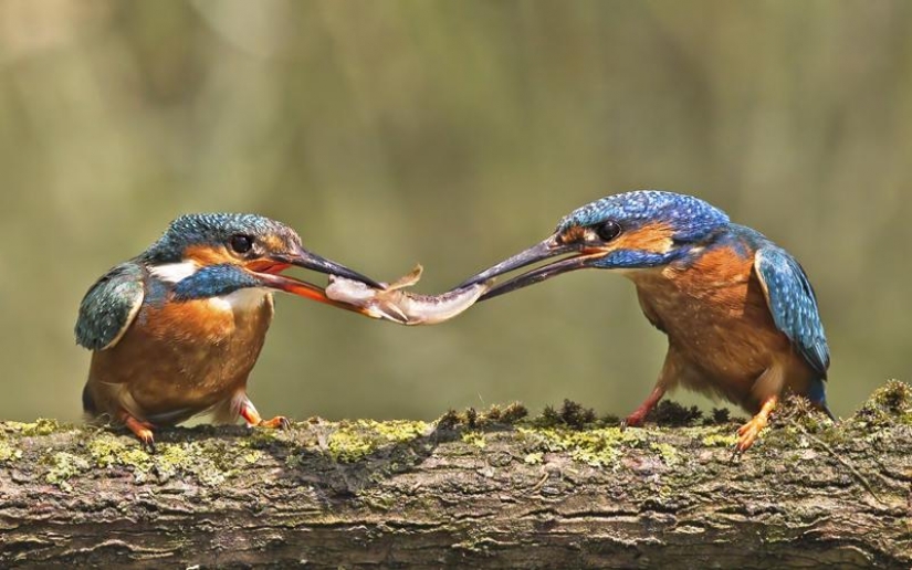 Kingfishers in photos by Melk Brown