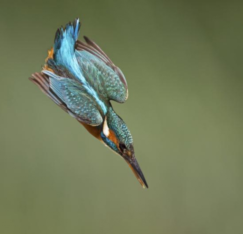 Kingfishers in photos by Melk Brown
