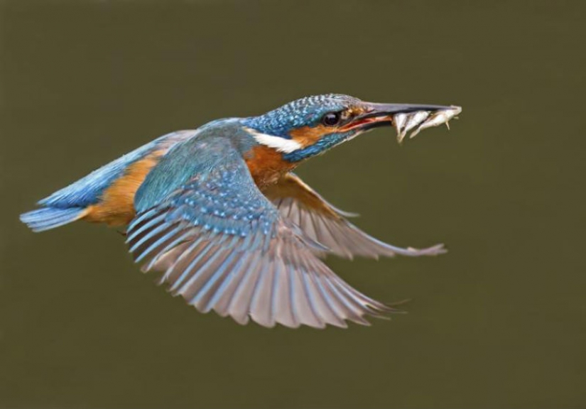 Kingfishers in photos by Melk Brown