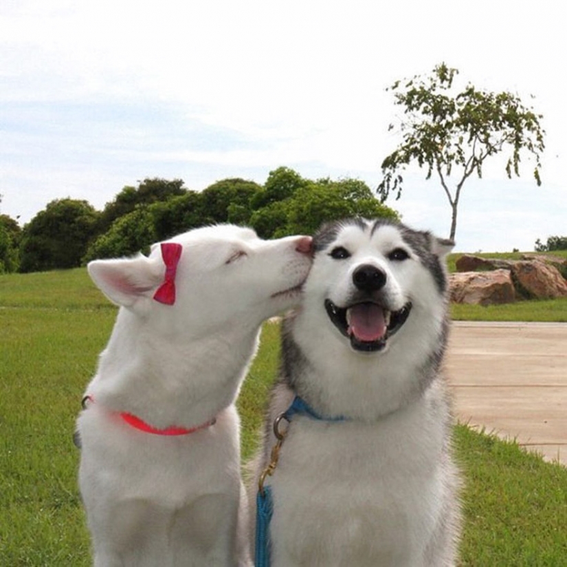 Kissing animals, proving that more than just humans can show affection