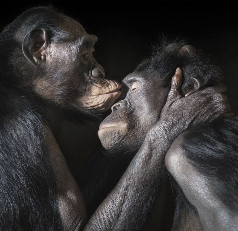 Kissing animals, proving that more than just humans can show affection