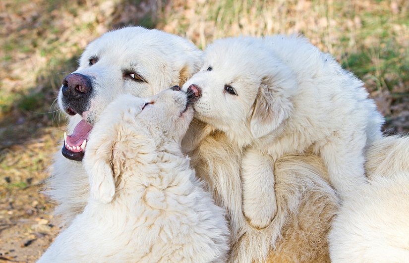 Kissing animals, proving that more than just humans can show affection