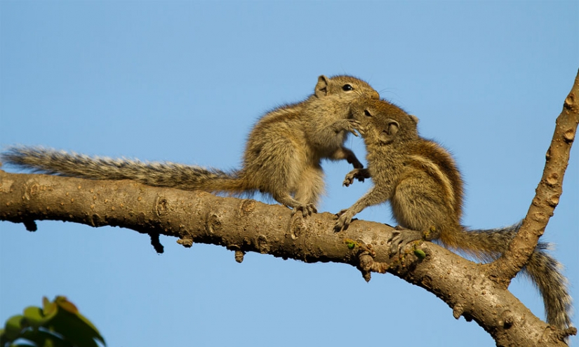 Kissing animals, proving that more than just humans can show affection
