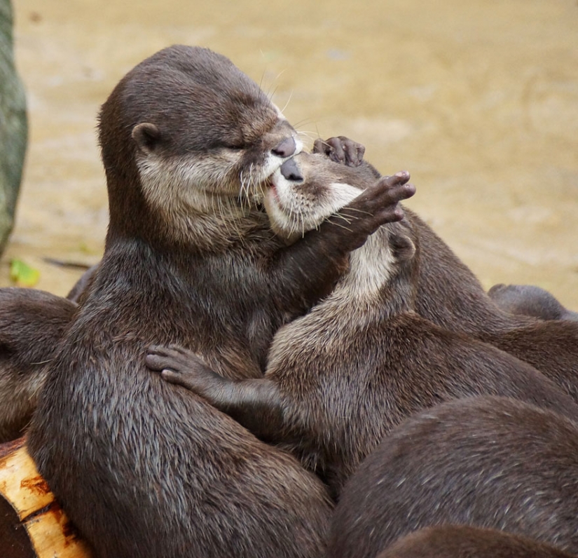 Kissing animals, proving that more than just humans can show affection