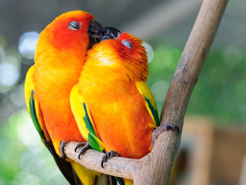 Kissing animals, proving that more than just humans can show affection