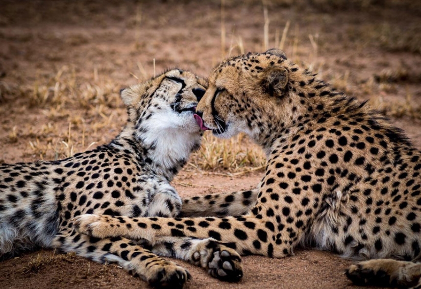 Kissing animals, proving that more than just humans can show affection