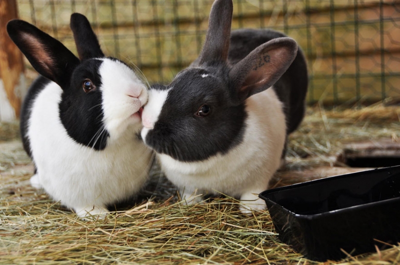 Kissing animals, proving that more than just humans can show affection