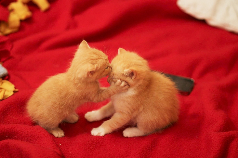 Kissing animals, proving that more than just humans can show affection