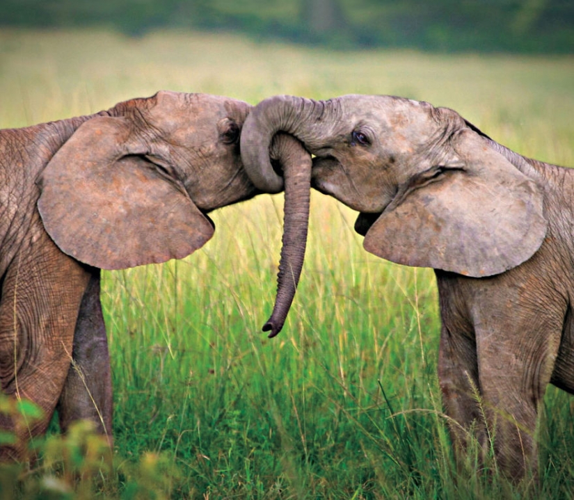 Kissing animals, proving that more than just humans can show affection