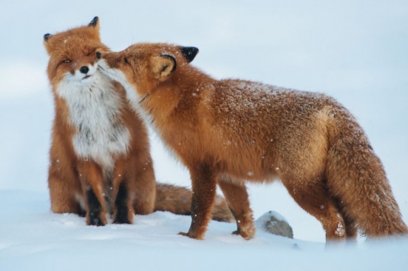 Kissing animals, proving that more than just humans can show affection