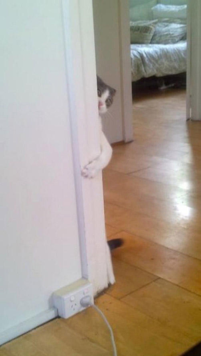 Kote está en todas partes