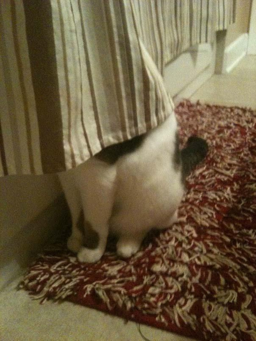 Kote is everywhere Kote is everywhere