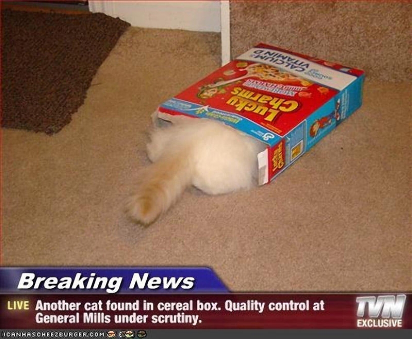 Kote is everywhere Kote is everywhere