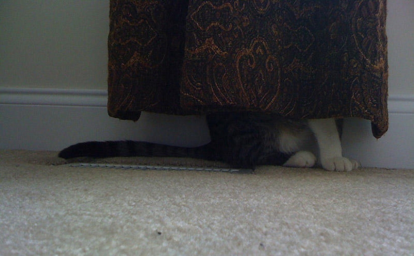 Kote is everywhere Kote is everywhere