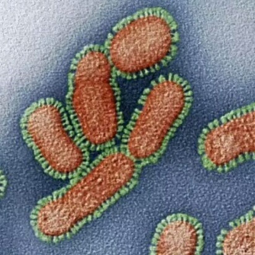La belleza dentro de: un microbiólogo de la Ufa muestra en instagram los virus y bacterias que viven en nosotros