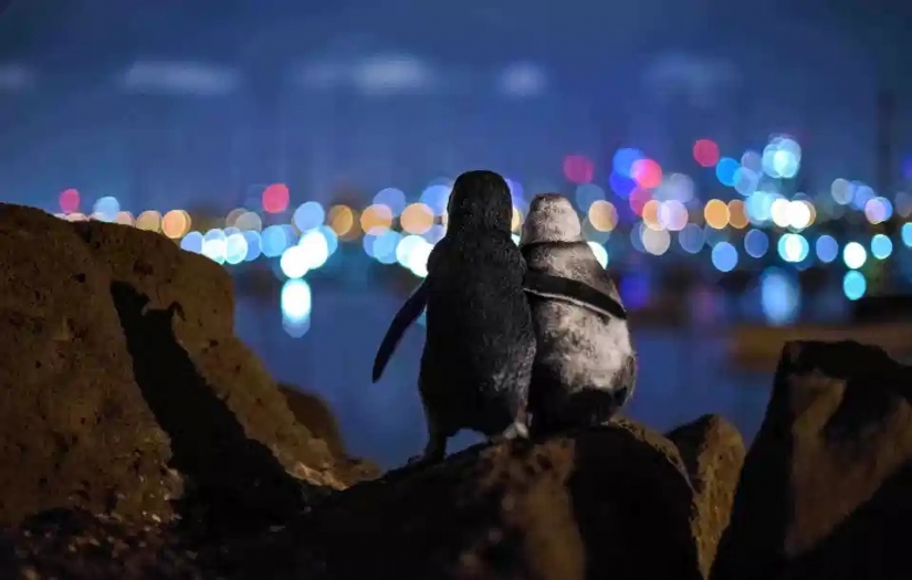 La belleza y el poder del océano en las fotos de los ganadores de los Premios Ocean Photography 2020 La belleza y el poder del océano en las fotos de los ganadores de los Premios Ocean Photography 2020