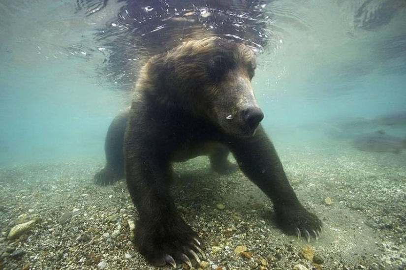 La caza del salmón del Oso pardo en el Lejano Oriente ruso