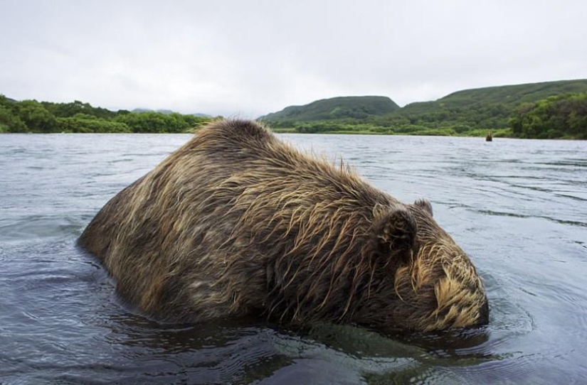 La caza del salmón del Oso pardo en el Lejano Oriente ruso