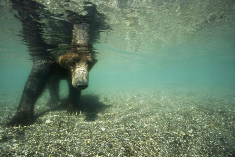 La caza del salmón del Oso pardo en el Lejano Oriente ruso