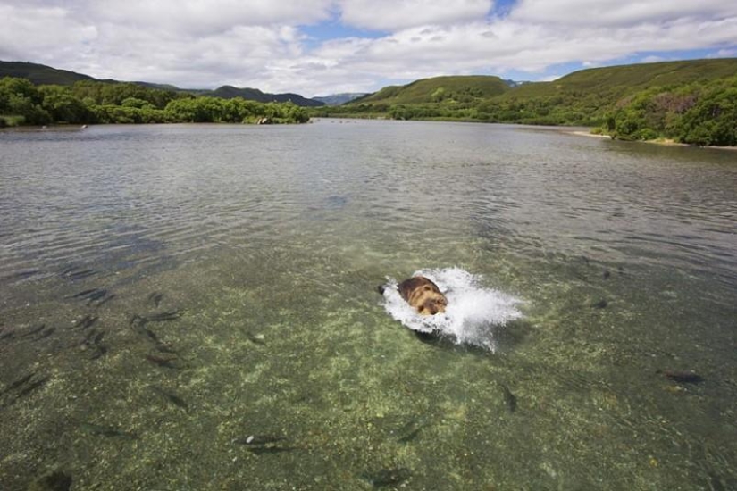 La caza del salmón del Oso pardo en el Lejano Oriente ruso