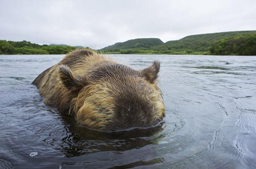 La caza del salmón del Oso pardo en el Lejano Oriente ruso
