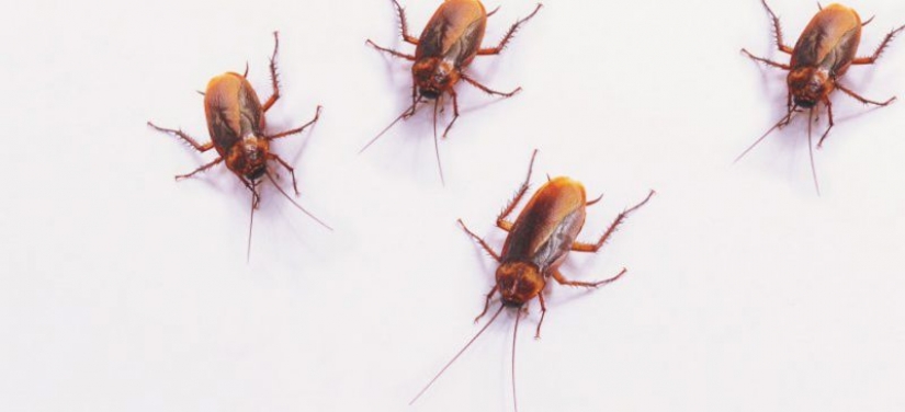 La cucaracha de la leche es el elixir de la salud