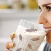 La cucaracha de la leche es el elixir de la salud La cucaracha de la leche es el elixir de la salud