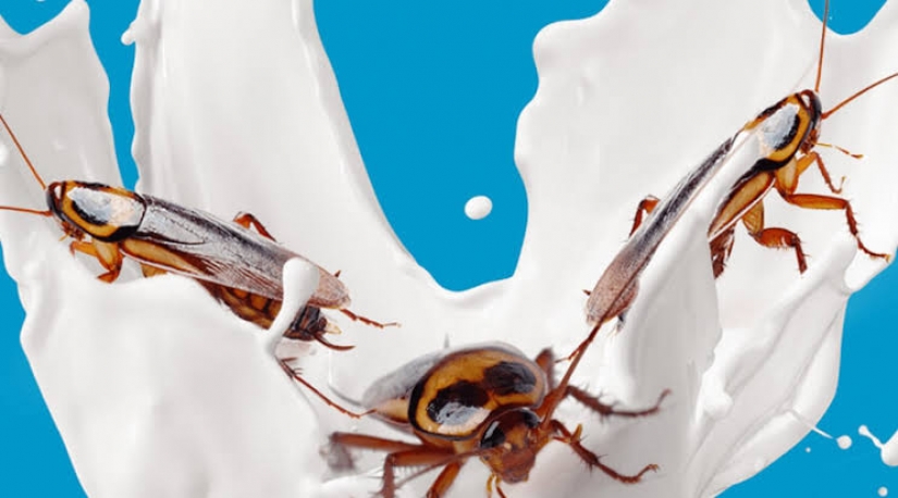 La cucaracha de la leche es el elixir de la salud
