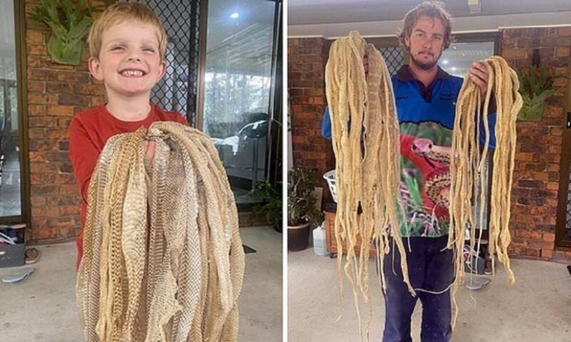 La familia se horrorizó al encontrar 50 pieles de serpiente en el ático, pero no da miedo en absoluto