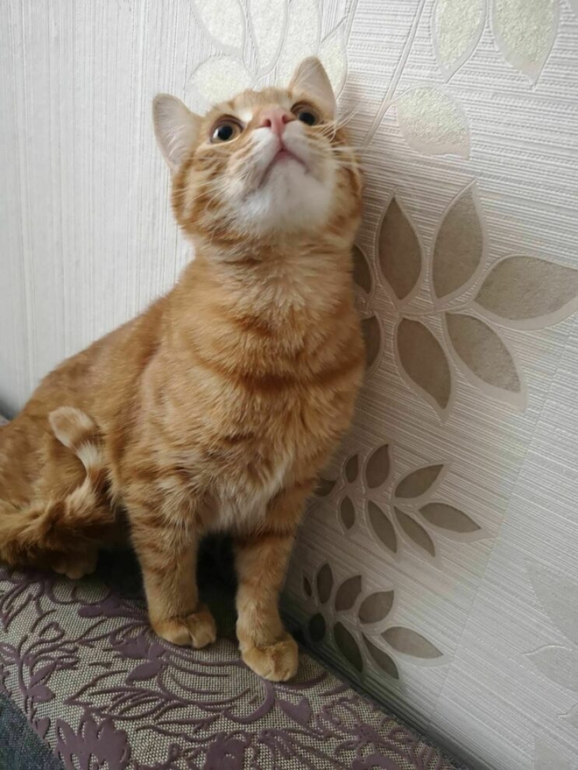 La historia de Kuzi, el gato torturado por los knackers, a quien se erigió un monumento La historia de Kuzi, el gato torturado por los knackers, a quien se erigió un monumento