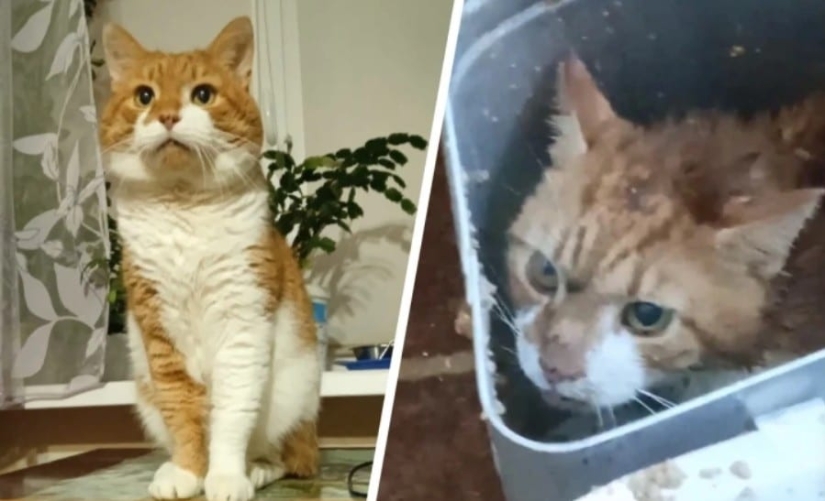 La historia de Kuzi, el gato torturado por los knackers, a quien se erigió un monumento La historia de Kuzi, el gato torturado por los knackers, a quien se erigió un monumento