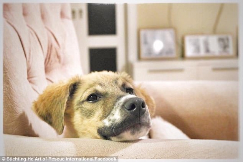 La increíble transformación de Pascal