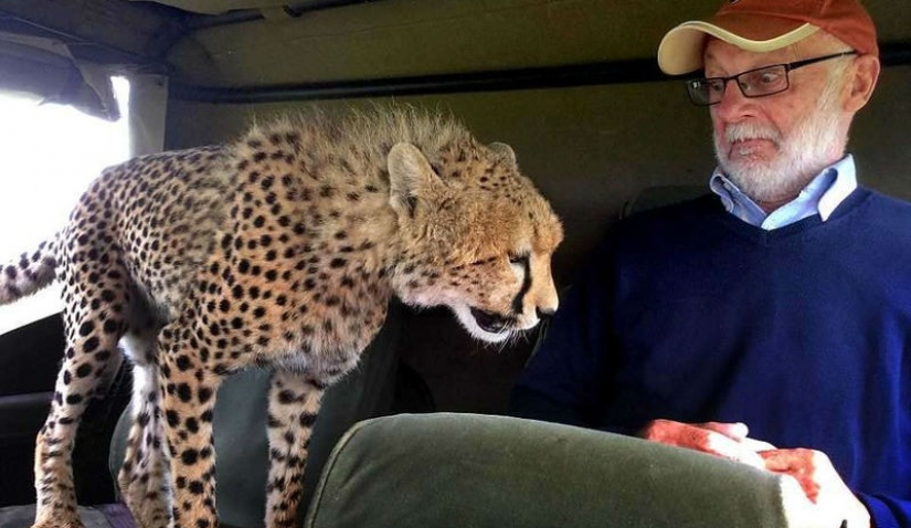 La mayoría de los momento incómodo, cuando el jeep saltó Cheetah