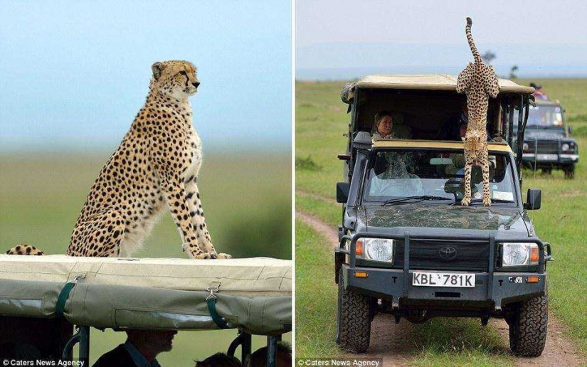 La mayoría de los momento incómodo, cuando el jeep saltó Cheetah