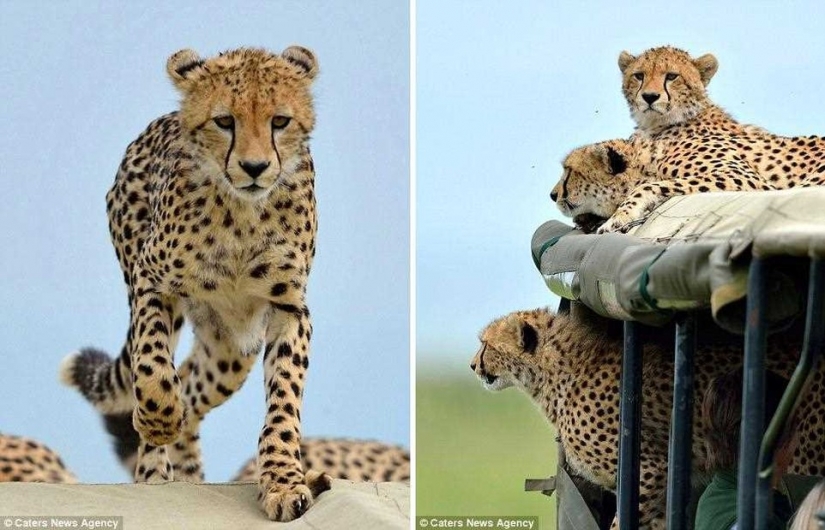 La mayoría de los momento incómodo, cuando el jeep saltó Cheetah