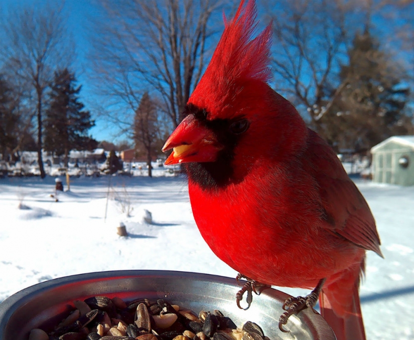 La mujer atrae a los pájaros y hace impresionantes retratos mientras estaban comiendo La mujer atrae a los pájaros y hace impresionantes retratos mientras estaban comiendo