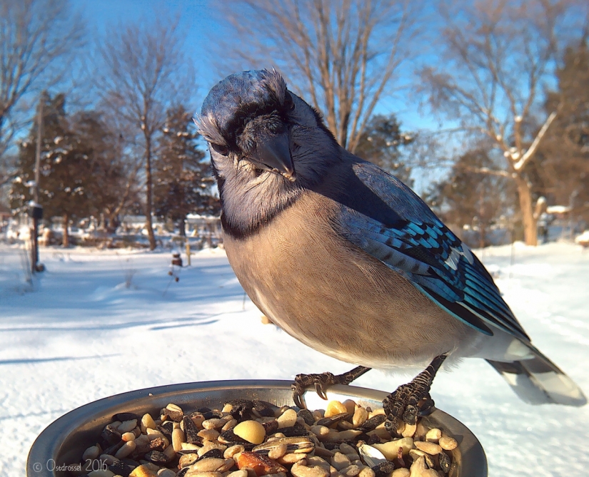 La mujer atrae a los pájaros y hace impresionantes retratos mientras estaban comiendo La mujer atrae a los pájaros y hace impresionantes retratos mientras estaban comiendo