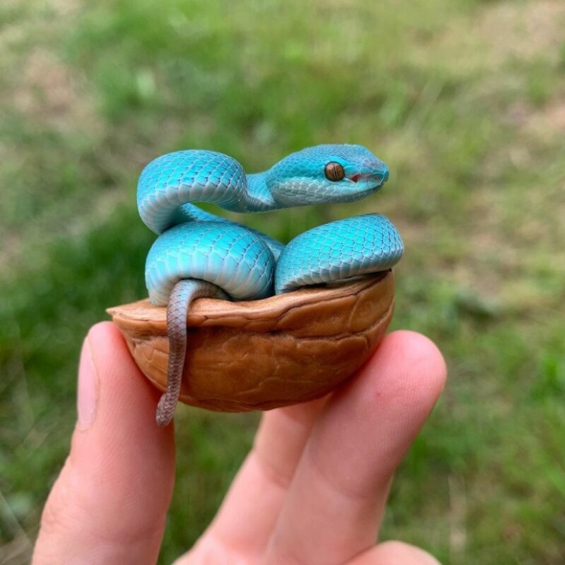La mujer rusa sin miedo dio a una cobra una bebida de un vaso y se convirtió en el héroe de la red