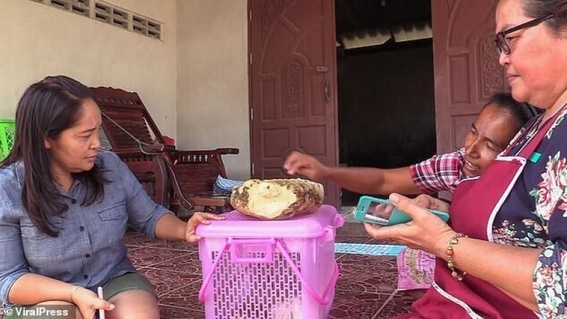 La mujer se encuentra en la playa vómito de ballena que ella podría hacer más de un cuarto de millón de dólares La mujer se encuentra en la playa vómito de ballena que ella podría hacer más de un cuarto de millón de dólares