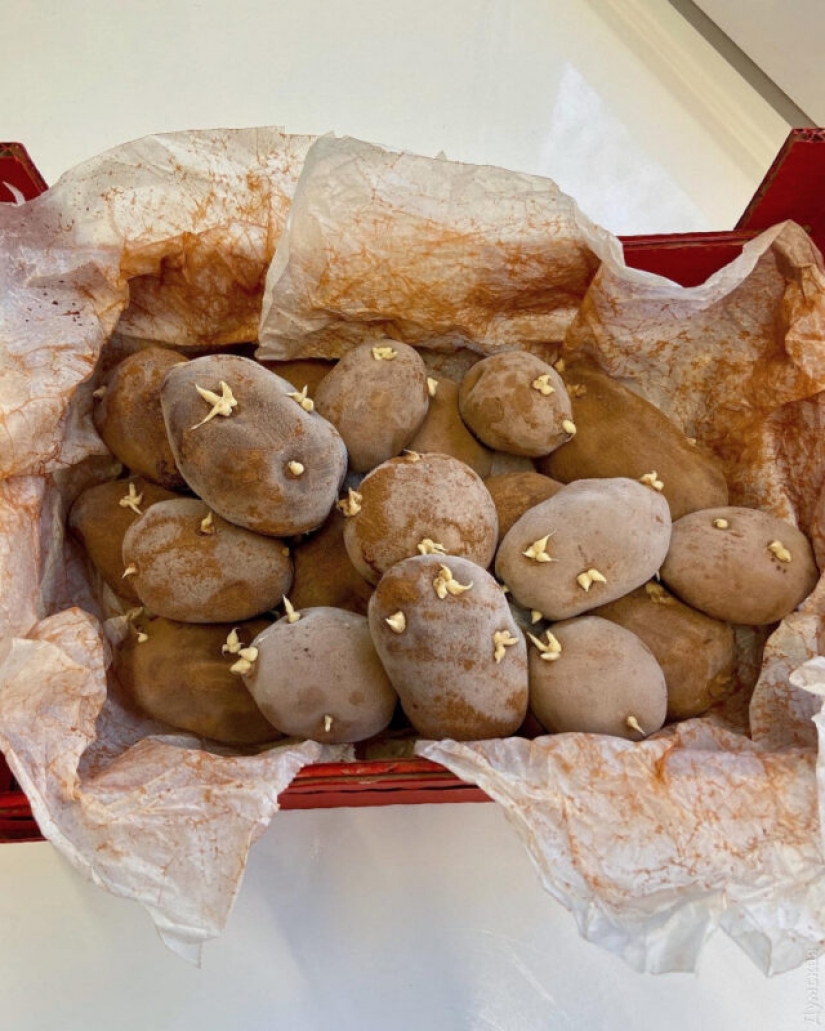 La pastelera autodidacta Kristina Dolnik hace pasteles únicos sin masilla