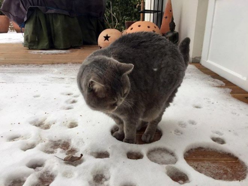 La reacción de los gatos en la primera nieve: 25 fotos que te levante el ánimo La reacción de los gatos en la primera nieve: 25 fotos que te levante el ánimo