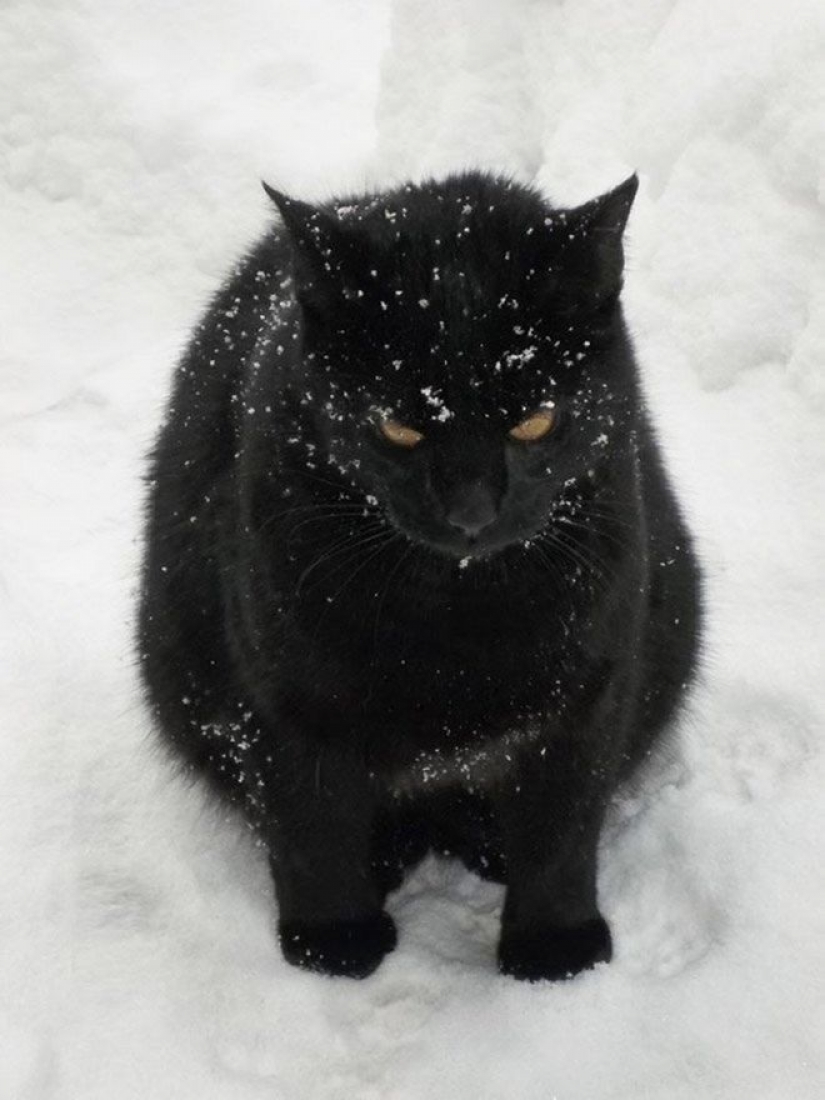 La reacción de los gatos en la primera nieve: 25 fotos que te levante el ánimo La reacción de los gatos en la primera nieve: 25 fotos que te levante el ánimo