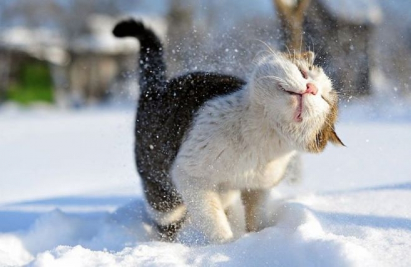 La reacción de los gatos en la primera nieve: 25 fotos que te levante el ánimo La reacción de los gatos en la primera nieve: 25 fotos que te levante el ánimo