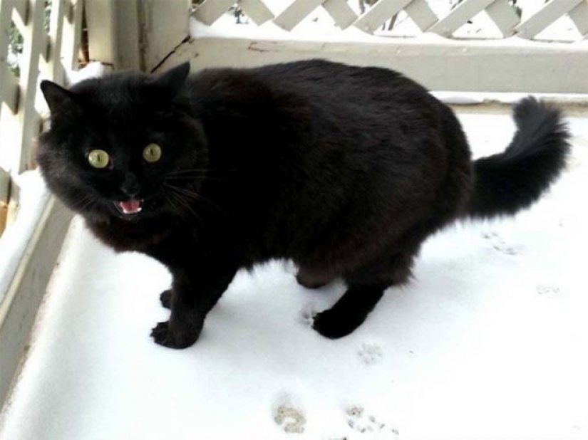 La reacción de los gatos en la primera nieve: 25 fotos que te levante el ánimo La reacción de los gatos en la primera nieve: 25 fotos que te levante el ánimo