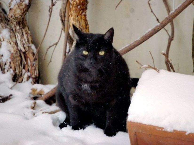 La reacción de los gatos en la primera nieve: 25 fotos que te levante el ánimo La reacción de los gatos en la primera nieve: 25 fotos que te levante el ánimo